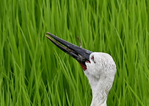 餌捕り・コウノトリ(ひかる)4593