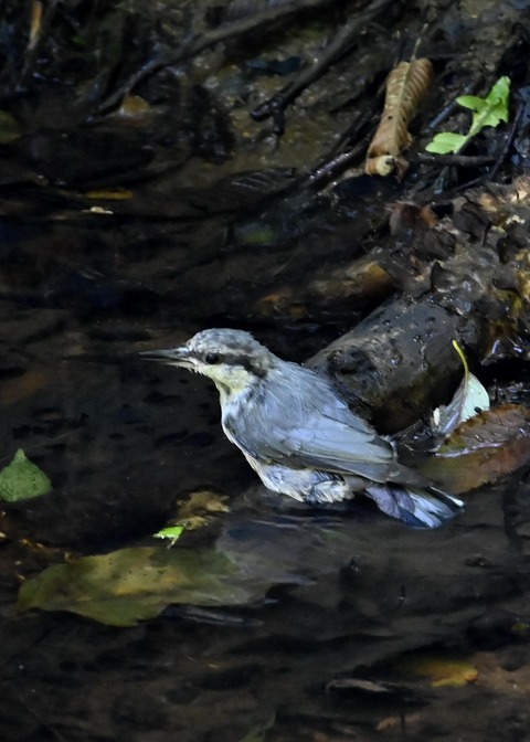 ゴジュウカラ1096