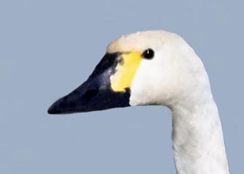 ｱﾒﾘｶｺﾊｸﾁｮｳ4004