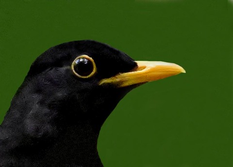 クロツグミ♂4001