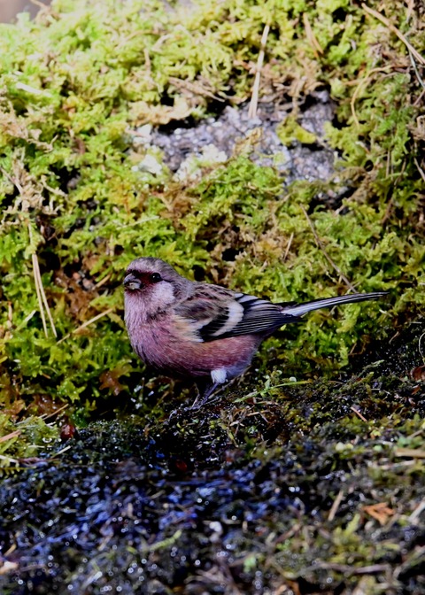 ベニマシコ♂4567