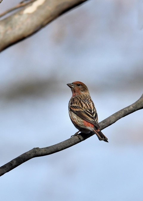 オオマシコ♀4664