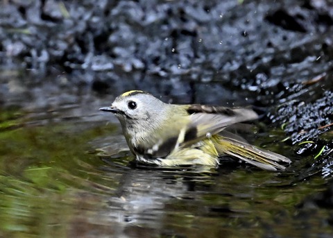キクイタダキ♀0240