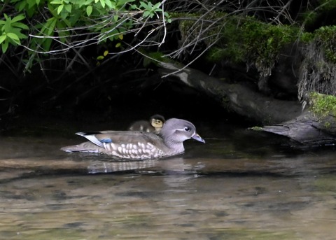 オシドリ親子5994