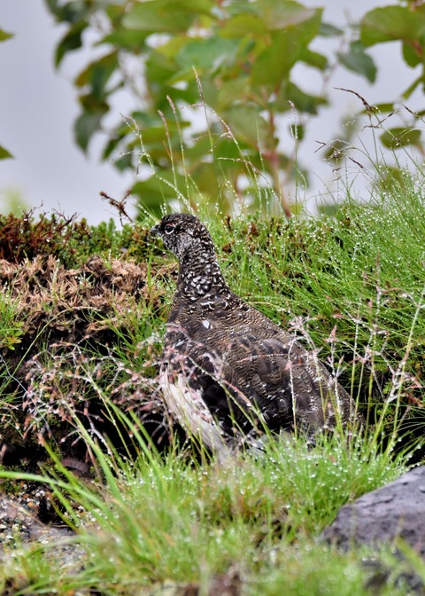 ライチョウ夏羽♂3130