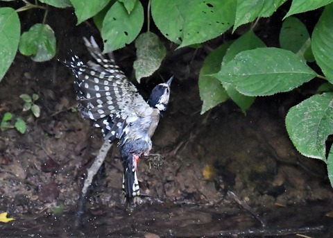アカゲラ♀4696