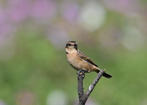 ノビタキ♀1500