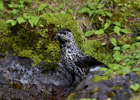 ホシガラス幼鳥3649