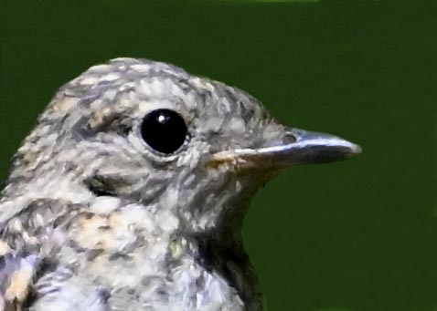 キビタキ幼鳥3001