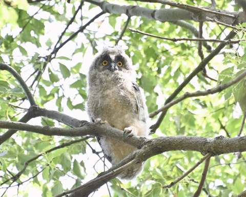トラフズクの雛4514