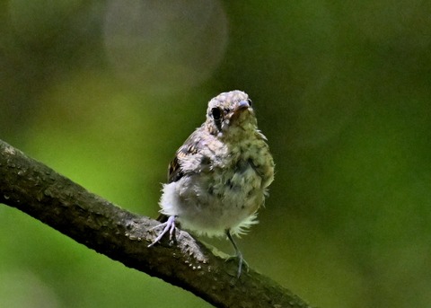 キビタキ幼鳥5756