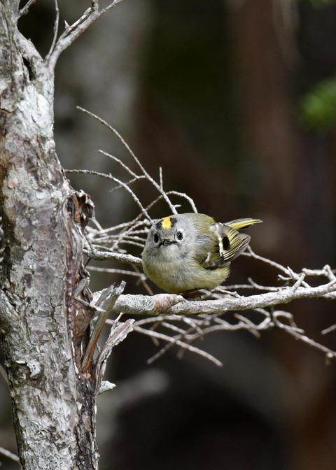 キクイタダキ9903