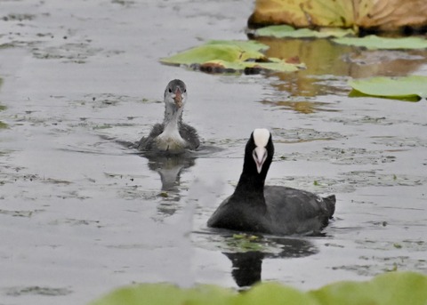 オオバン親子4701