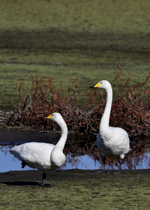 オオハクチョウ7951