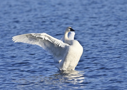 アメリカコハクチョウ9000