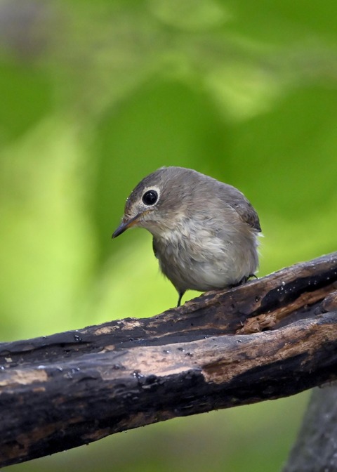 コサメビタキ1699