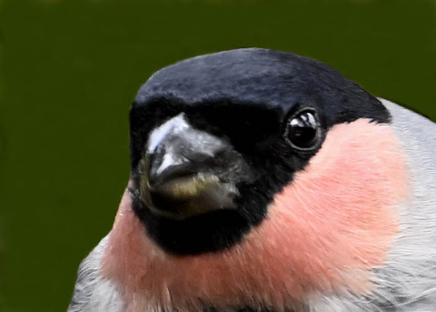 アカウソ♂1000