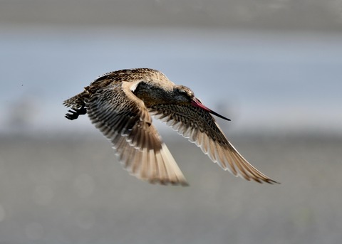 オオソリハシシギ1897