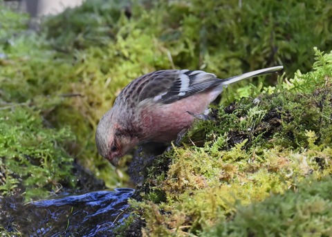 ベニマシコ♂6880