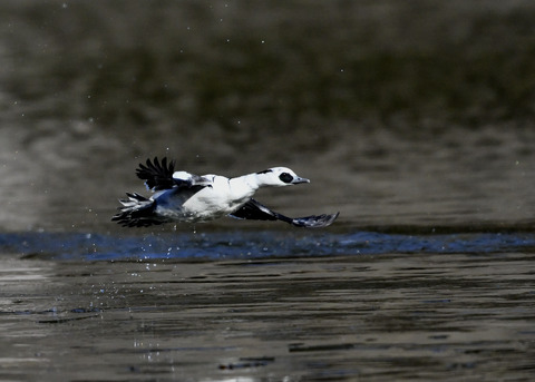 ミコアイサ♂8440