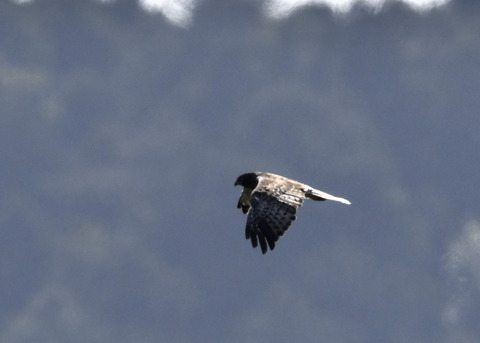 大陸型チュウヒ♂6296