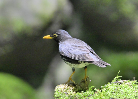 クロツグミ♂0119