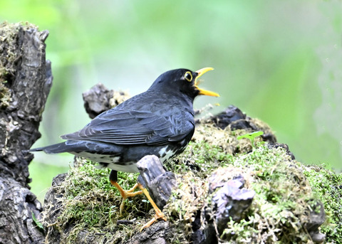 クロツグミ♂0935