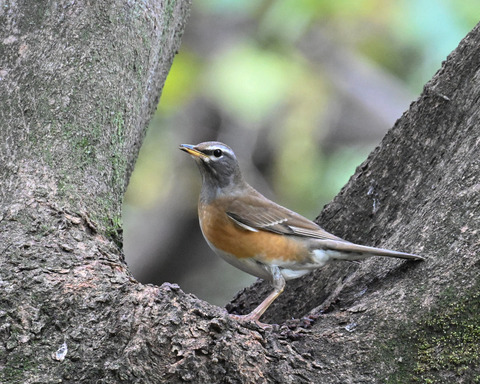 マミチャジナイ1081