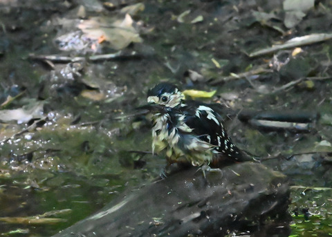 アカゲラ♀6740
