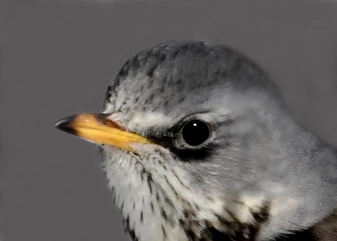 ノハラツグミ3000(4041)