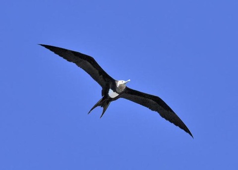 オオグンカンドリ4498