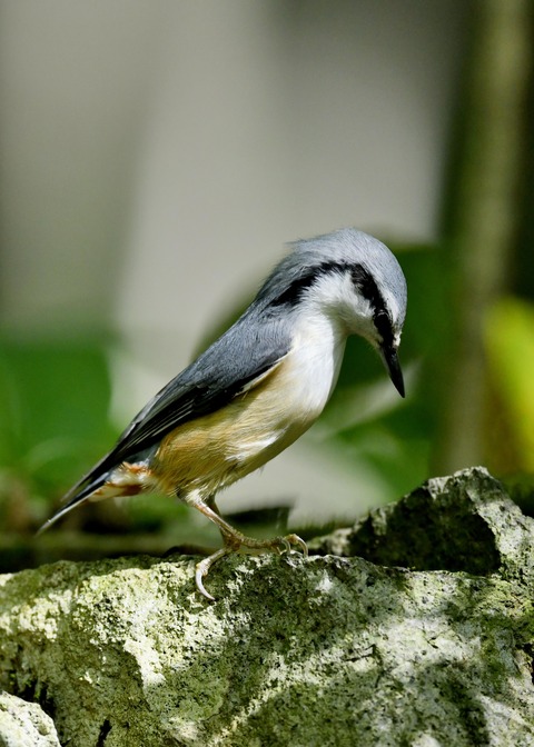 ゴジュウカラ0362