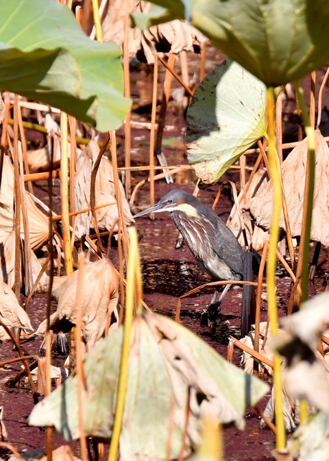 タカサゴクロサギ8990○