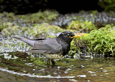 クロツグミ♂3976