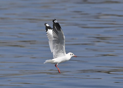 チャガシラカモメ3411