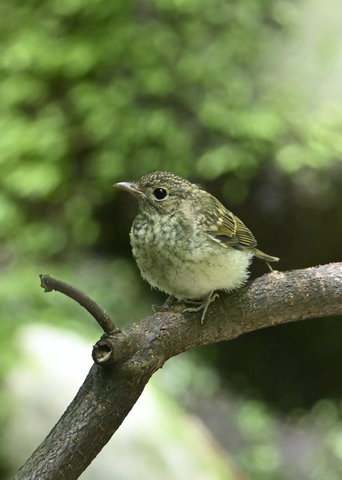 キビタキ幼鳥3456