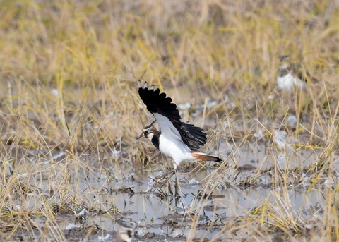 飛ぶ・タゲリ0832