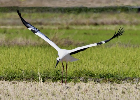 コウノトリ8133