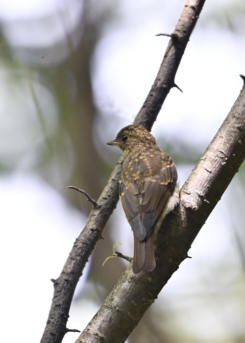 オオルリ♀幼鳥1228
