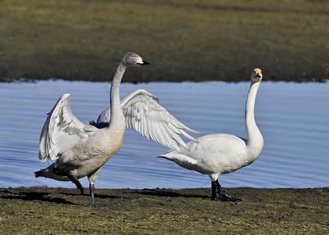 オオハクチョウ親子0789