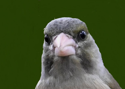 オオカワラヒワ7001