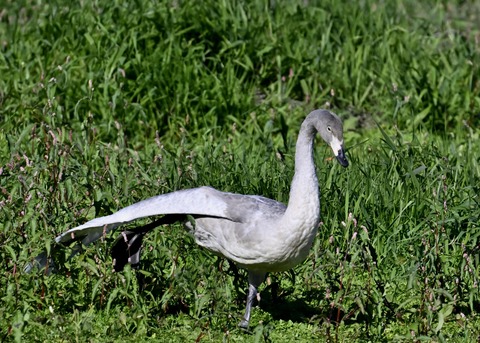 オオハクチョウ幼鳥羽広げ2967