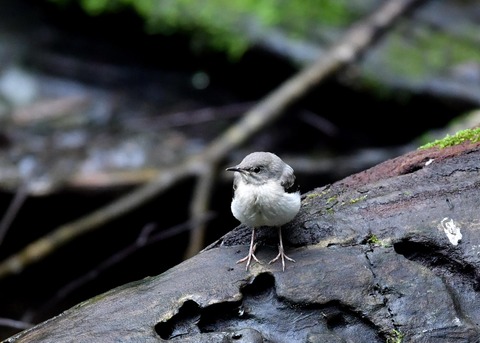 キセキレイ幼鳥8162