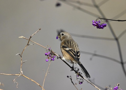 ベニマシコ♀0975