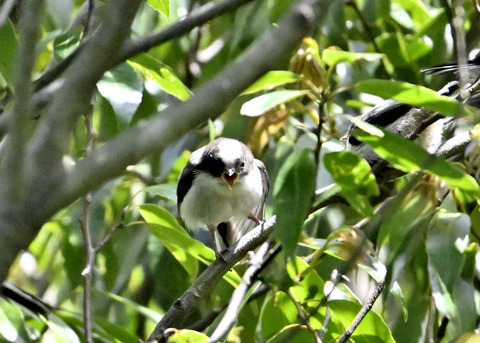 エナガのヒナ4116