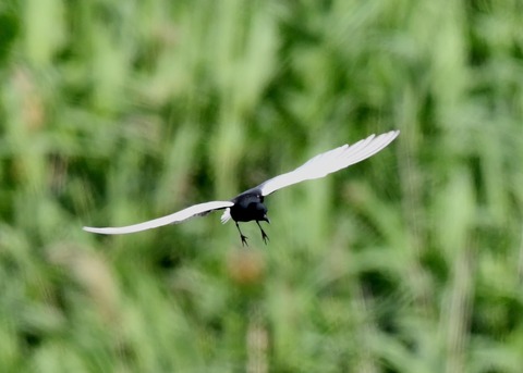 ハジロクロハラアジサシ0107