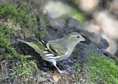 マヒワ♀1361