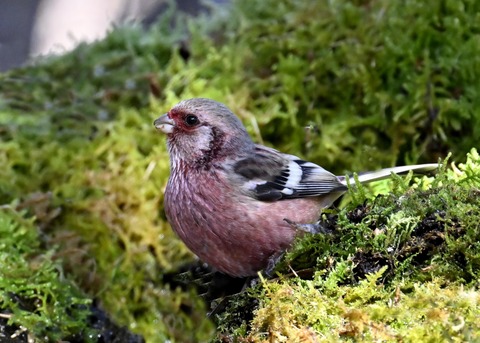 ベニマシコ♂6859