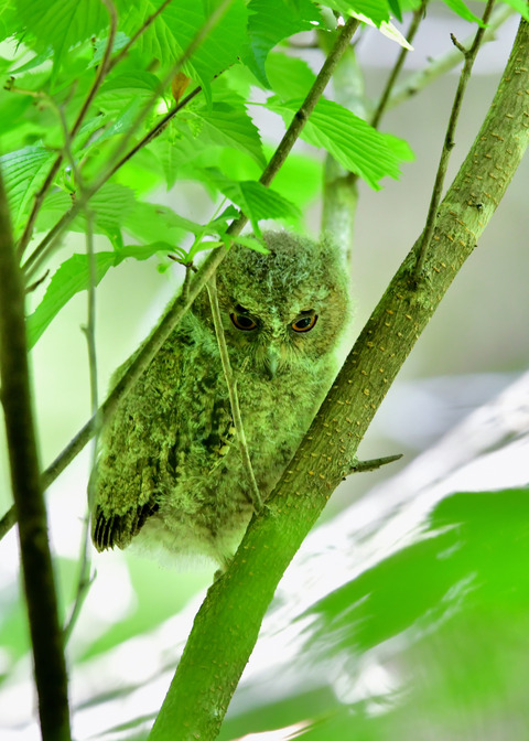 オオコノハズクのヒナ③4305