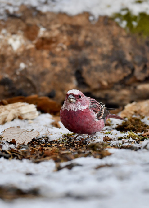 オオマシコ♂3271